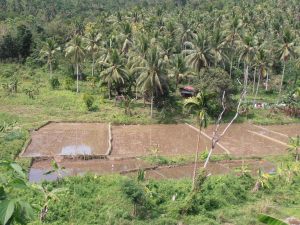 Típica plantación de arroz y cocos cerca de Zamboanga, Mindanao